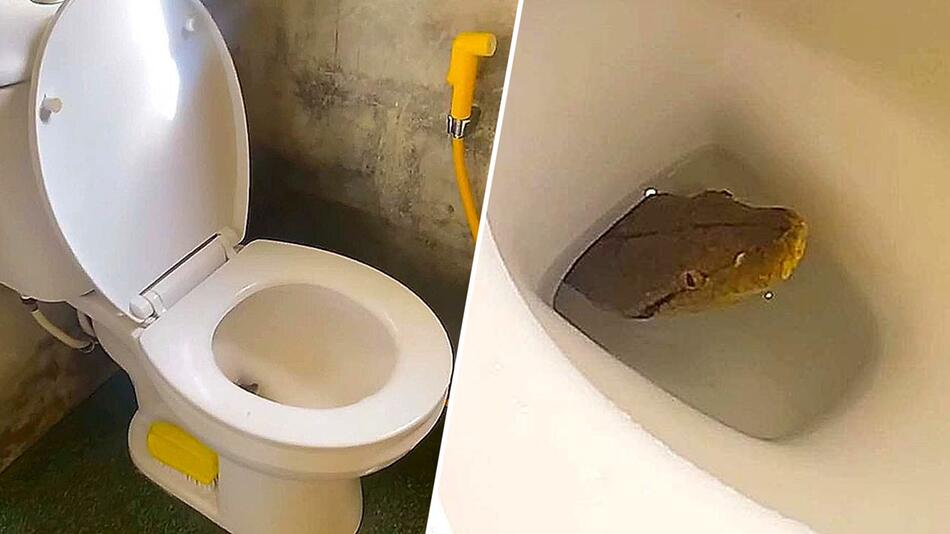 Überraschung beim Toilettengang: Python lugt aus Kloschüssel