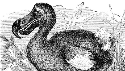 Dodo 