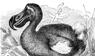 Dodo 