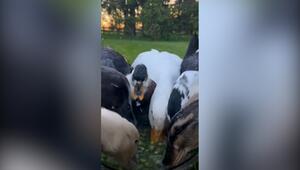 Erbsen-Wahnsinn: Enten-Schar stürmt den Futternapf – doch eine hat keine Eile