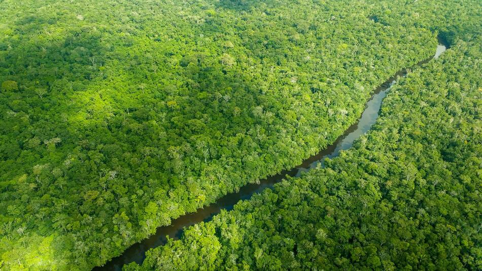 Studie: Weltweit zwölf Millionen Hektar Tropenwald verschwunden