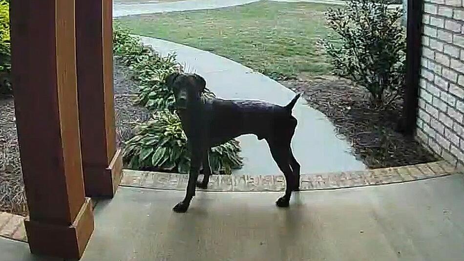 Hund holt Spielkameraden zu Hause ab: Türkamera filmt tierische Freundschaft