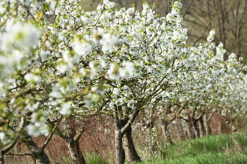 Kirschblüte im Werratal