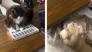 Katze gibt Konzert auf Keyboard – Hund lauscht gebannt