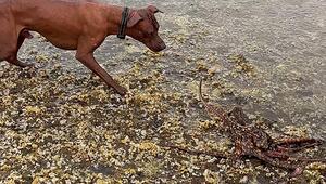 Hund trifft erstmals auf Tintenfisch – dann kippt die Situation