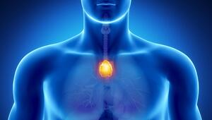 Thymus, Drüse, Organ, Gesundheit