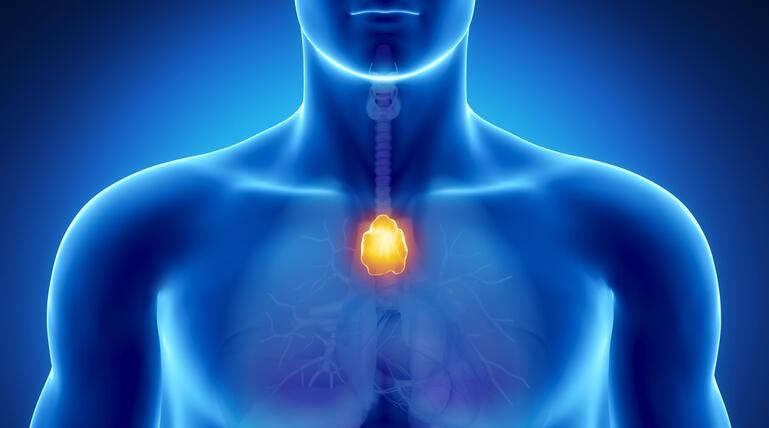 Thymus, Drüse, Organ, Gesundheit