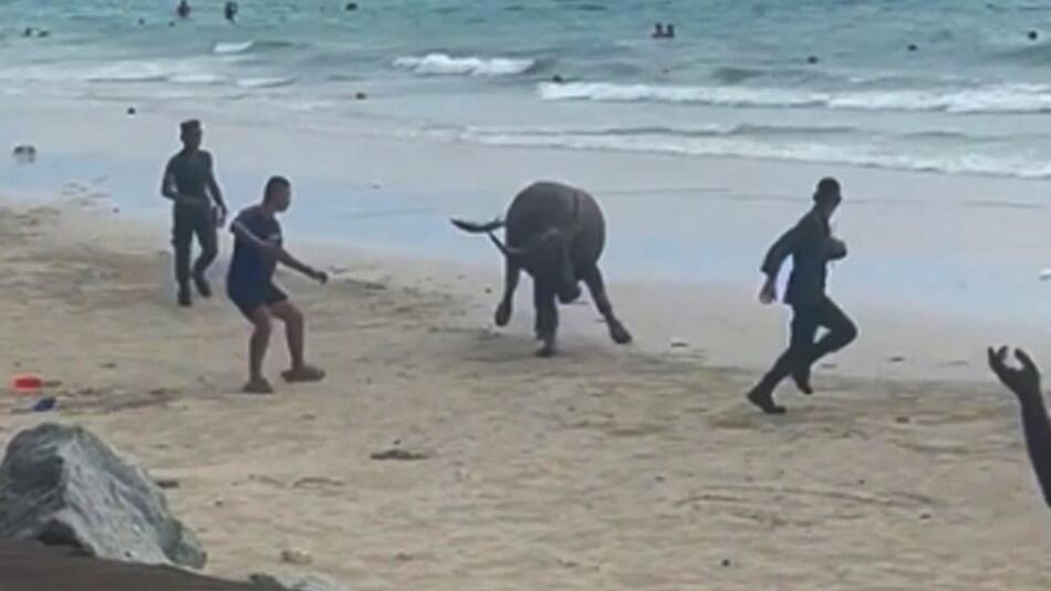 entlaufener Bulle hat an einem Strand in der thailändischen Provinz Chon Buri