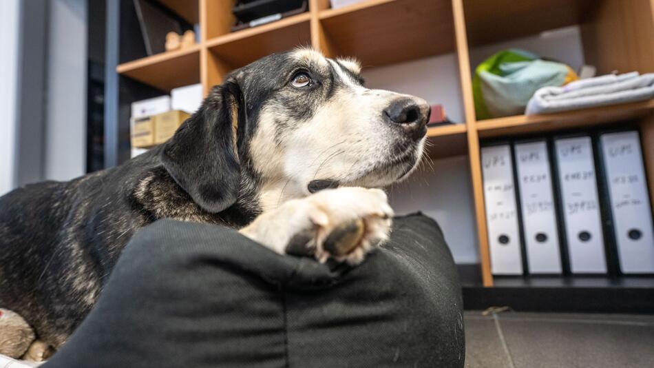 Hund liegt in einem Büro auf seiner Decke