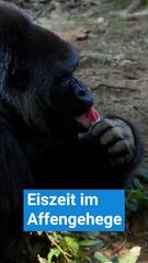Eiszeit im Affengehege – So feierte der Memphis Zoo den 4. Juli