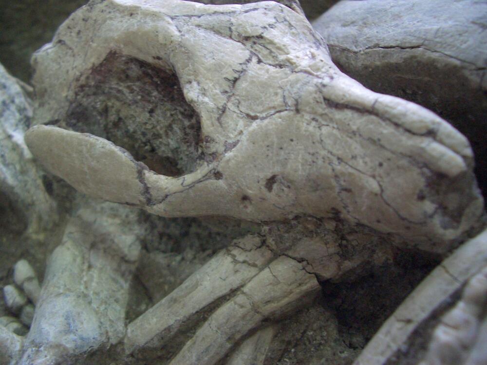 Säugetier Repenomamus beisst in die Rippen des Psittacosaurus