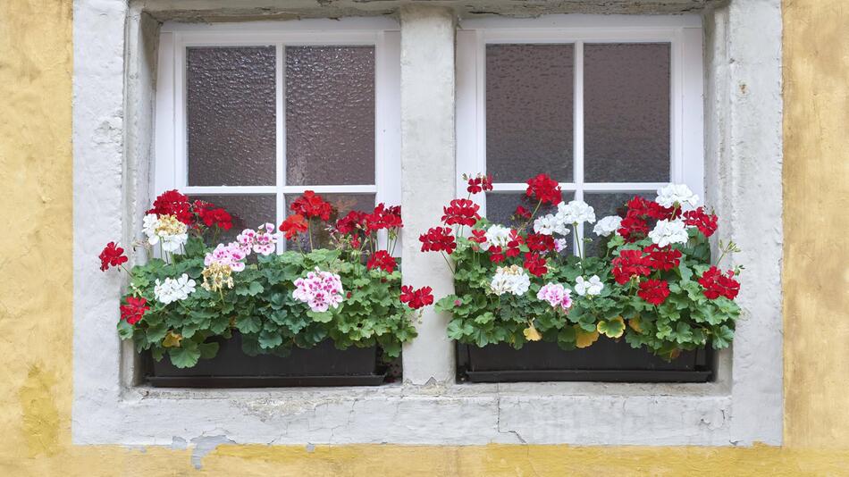Geranien, Blumen, Fenster