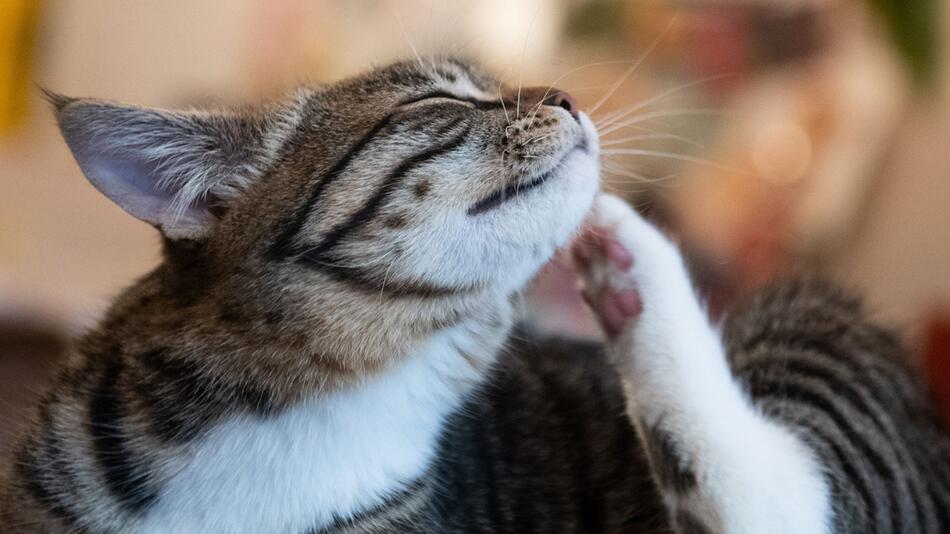 Eine Katze kratzt sich