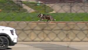 Tierischer Ausreisser: Hund legt Highway in Iowa lahm
