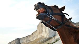 Wie Pferde wiehern: Pfeifen und Singen zugleich