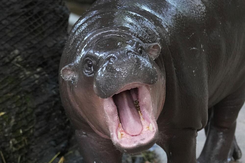 Moo Deng feiert 1. Geburtstag