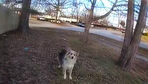 Dreijähriger vermisst – Hund bringt Polizisten auf die richtige Spur