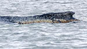 Schwimmerin in Buckelwal-Nähe