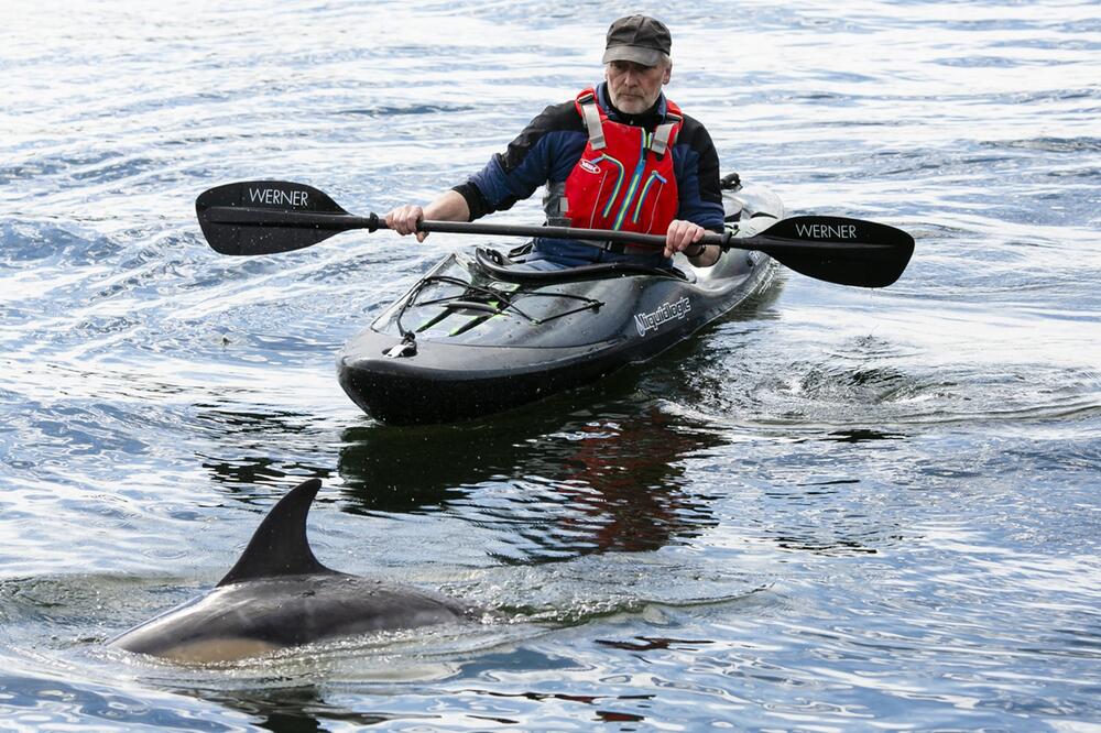 Erneut ist ein Delfin Gast in der Kieler Förde