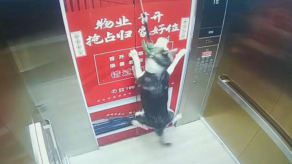 Leine in Aufzugstür eingeklemmt: Cleverer Husky entkommt nur knapp