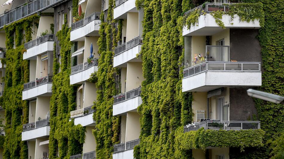 Wilder Wein wächst an der Fassade eines Hauses
