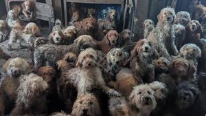 Mehr als 250 Pudel-Mischlinge in Grossbritannien gerettet