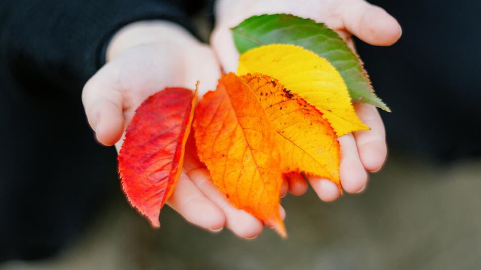 Farben des Herbstes auf einer Hand in Form von Blättern