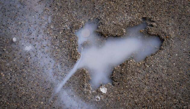 Ein Abdruck eines Nagetiers im Beton