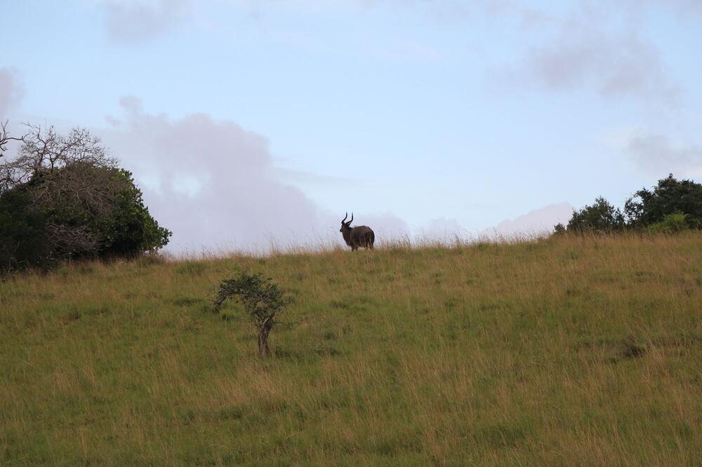 Kudu-Antilope im Maputo-Nationalpark