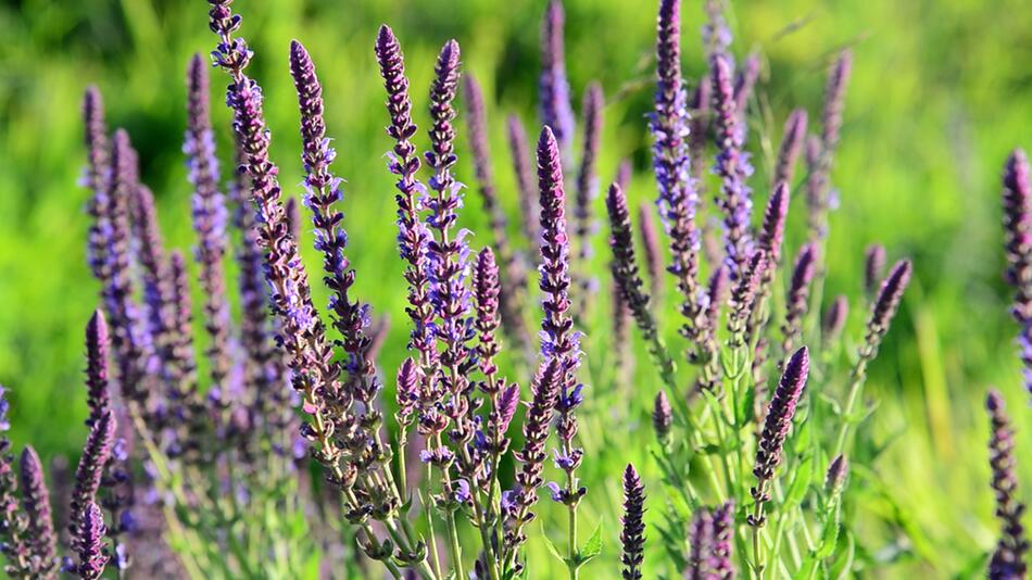 Echter Salbei: Ist die Ernte auch während und nach der Blüte möglich?