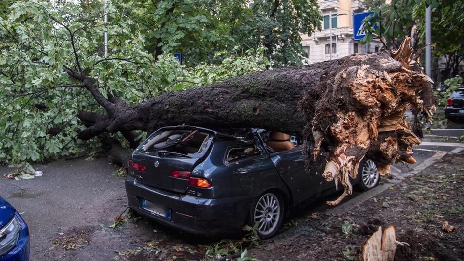 Umgestürzter Baum