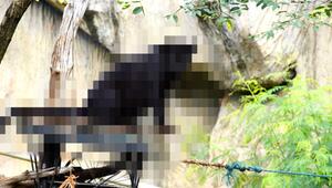 RÄTSEL: Welches Tier suchen wir? (Panther)