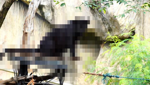 RÄTSEL: Welches Tier suchen wir? (Panther)
