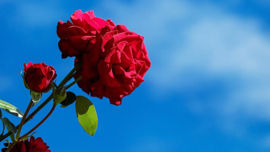 Rosen Duft