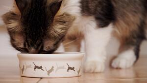 Katzenfutter für Hunde: Wann es ungesund wird