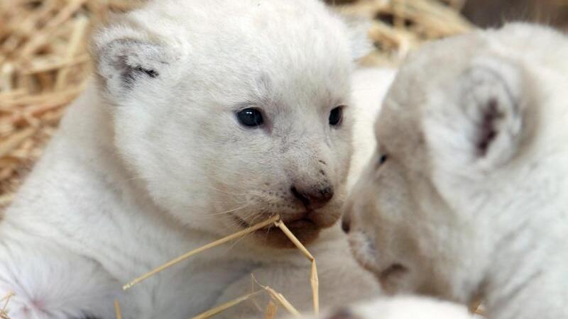 Weisse Löwenbabys