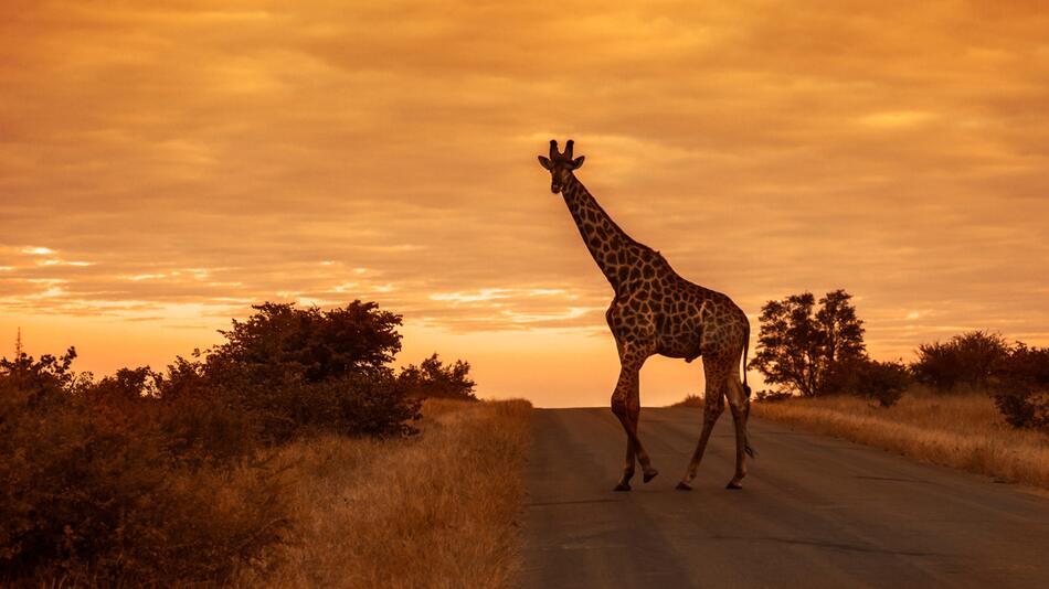 Botswana, Strasse, Giraffe