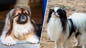 Pekinese und Japan Chin