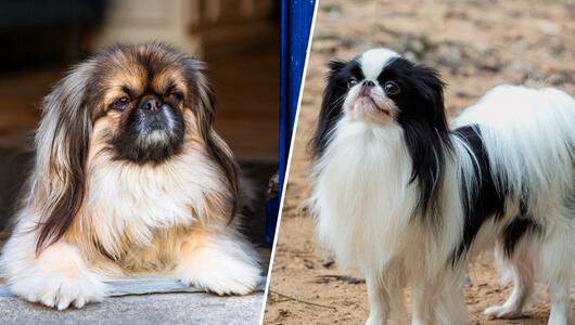Pekinese und Japan Chin