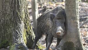 Ein schlammiges Wildschwein reibt sich an einem Baum.