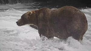 "Fat Bear"-Wahl in Alaska