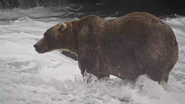 "Fat Bear"-Wahl in Alaska