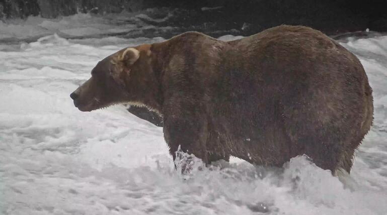 "Fat Bear"-Wahl in Alaska