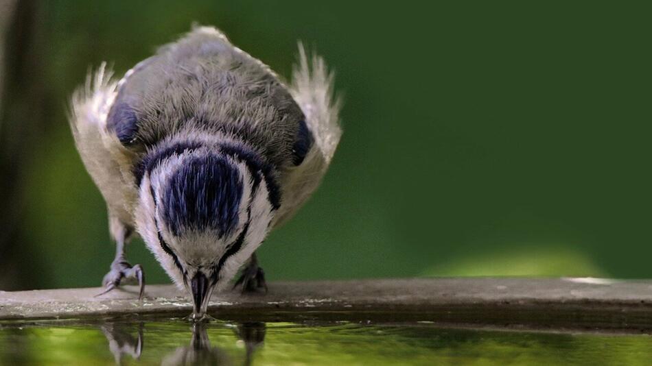 Vogeltränke