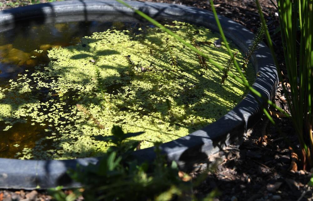 Mini-Teich in einem Kübel