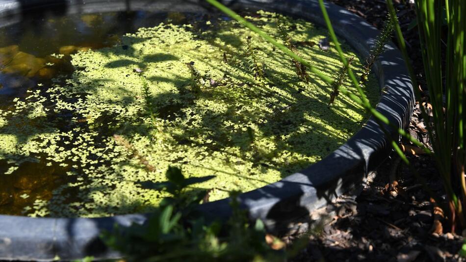 Mini-Teich in einem Kübel