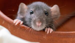 Maus 