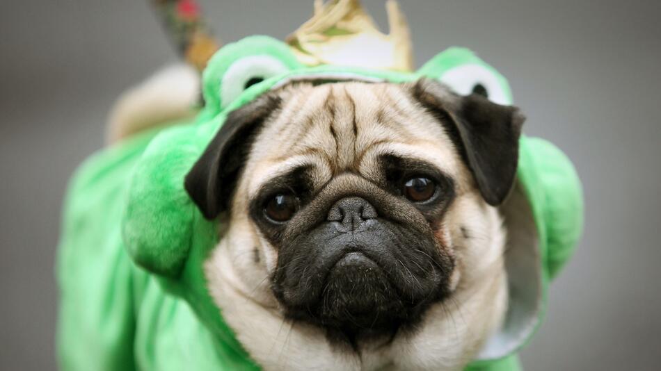 Ein Mops ist als Frosch verkleidet