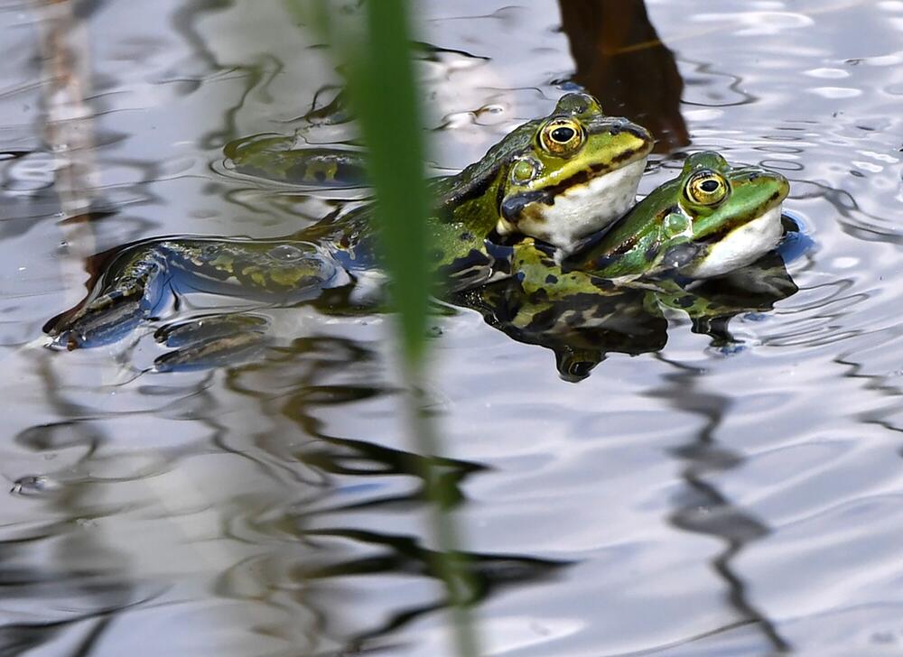 Teichfrosch (Rana esculenta)