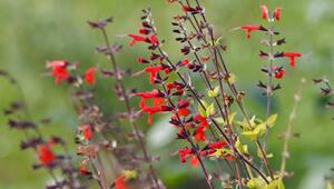 Blüten des Ananassalbei